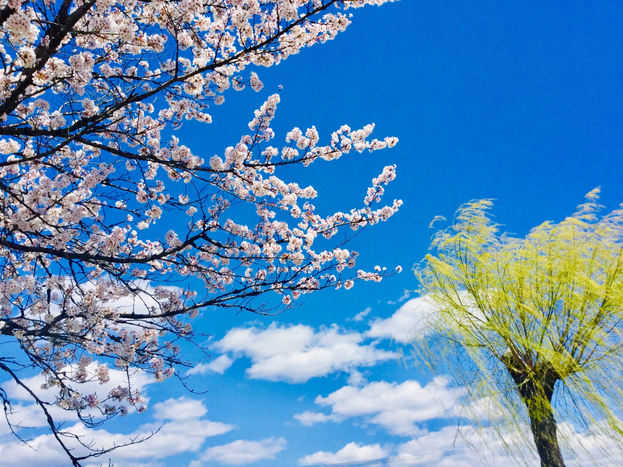 信州諏訪　桜